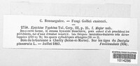 Epichloe typhina image